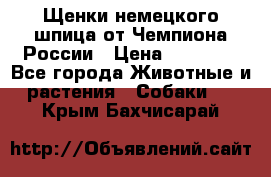 Щенки немецкого шпица от Чемпиона России › Цена ­ 50 000 - Все города Животные и растения » Собаки   . Крым,Бахчисарай